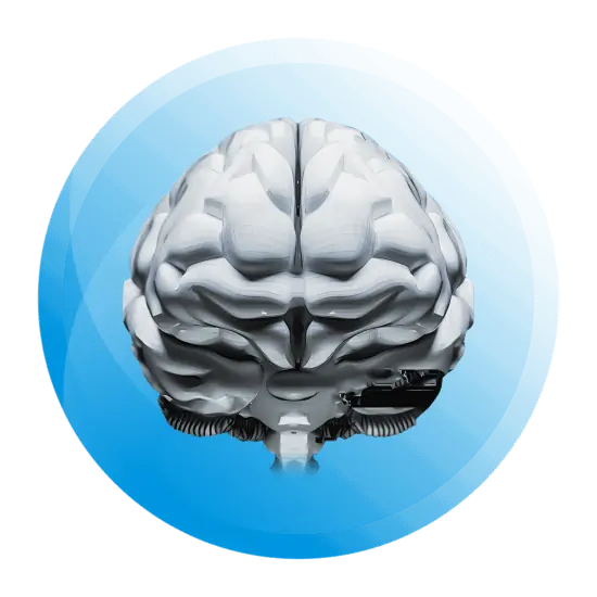 brain